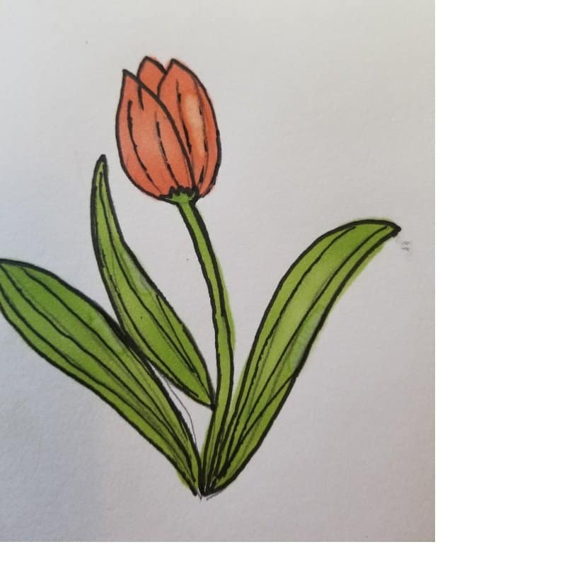 tulip - flowers for Bible journaling 