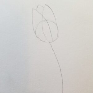 Bible Journaling Drawings: Simple & Beautiful Ways to Worship Through Art (Even If You’re Not an Artist) 9 Pencil sketch showing the second step of drawing a tulip for Bible journaling, with overlapping petals added to the circular guide and a curved stem