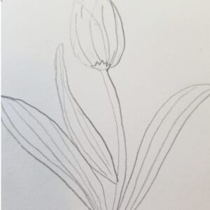 Bible Journaling Drawings: Simple & Beautiful Ways to Worship Through Art (Even If You’re Not an Artist) 10 Pencil drawing of a tulip flower for Bible journaling, featuring detailed petals, stem, and long textured leaves to guide faith-based art